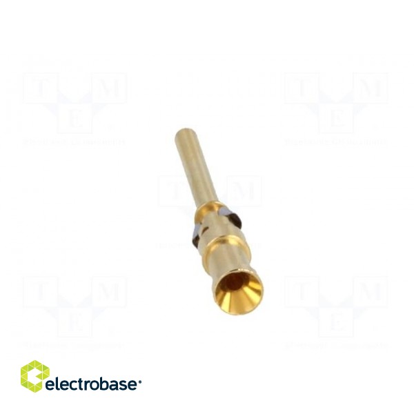 Contact | male | copper alloy | gold-plated | 0.5mm2 | 20AWG | crimped image 5