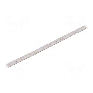 LED tape | white warm | 2835 | 24V | LED/m: 120 | 10mm | white PCB | IP65