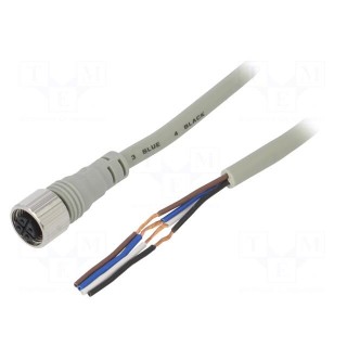 Connection lead | M12 | PIN: 4 | straight | 2m | plug | Wire colour: black