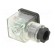 Accessories: plug for coil | IP65 | natural (transparent) | 230V фото 8