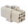 Connector: HDC | female | C146,heavy|mate D | PIN: 8 | size A3 | 16A | 42V image 4