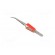 Tweezers | Blades: curved | Tool material: stainless steel | 165mm фото 4