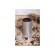 Coffee Grinder Adler | AD 443 | 150 W | Coffee beans capacity 70 g | Number of cups 8 pc(s) | Stainless steel image 9
