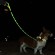 Signal leash LED form big and medium dogs, red фото 2